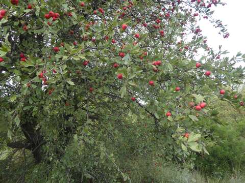 Image of <i>Crataegus <i>azarolus</i></i> var. azarolus