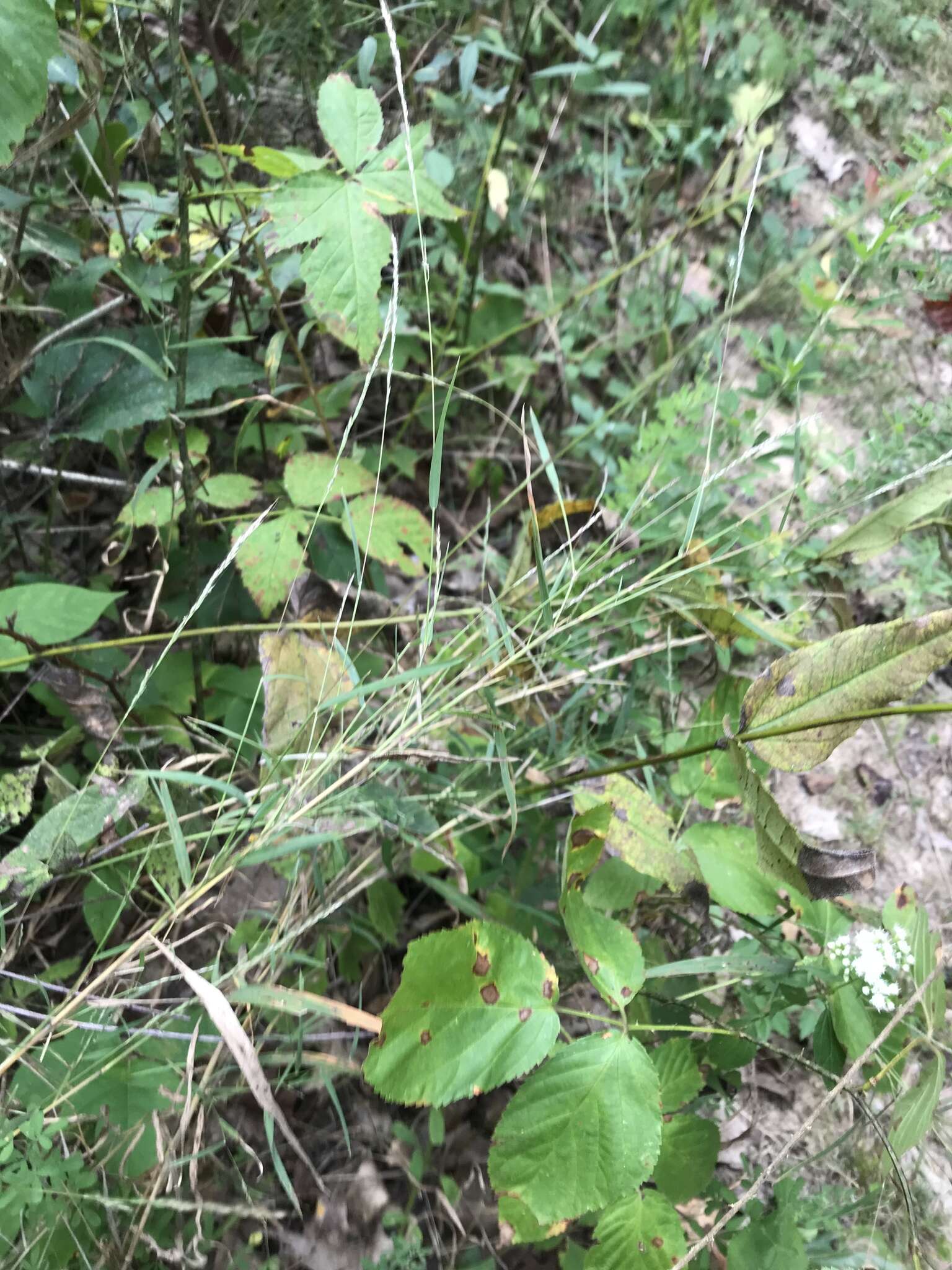 Plancia ëd Muhlenbergia sylvatica Torr.