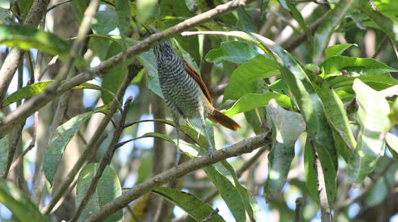 Image of Chestnut-backed Antshrike