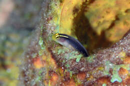 Image of Shortstripe Goby