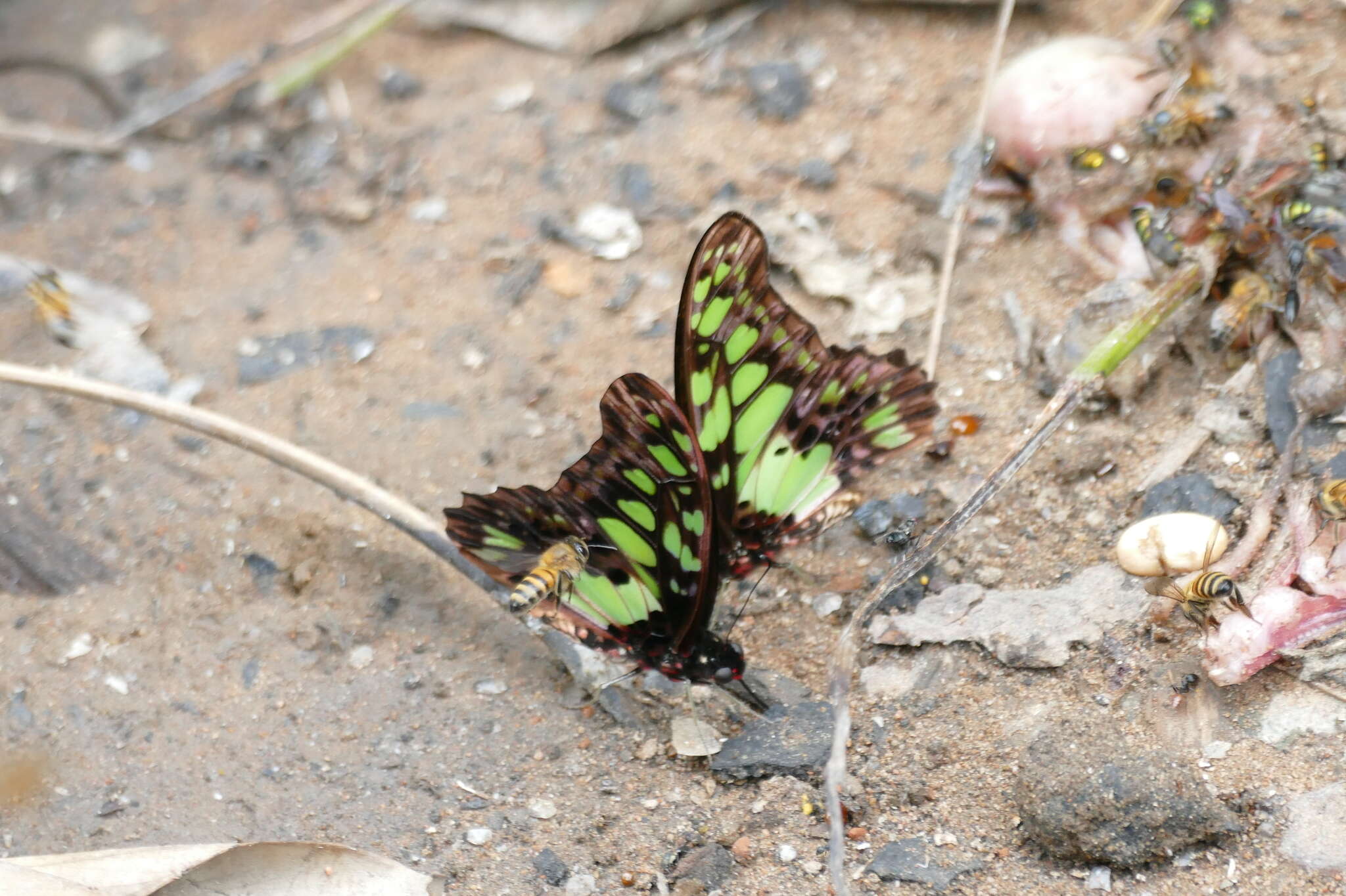 Sivun Graphium tynderaeus (Fabricius 1793) kuva