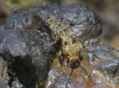 Image of Ontholestes tessellatus (Geoffroy 1785)