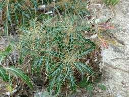 Image de Ptilostemon hispanicus (Lam.) W. Greuter