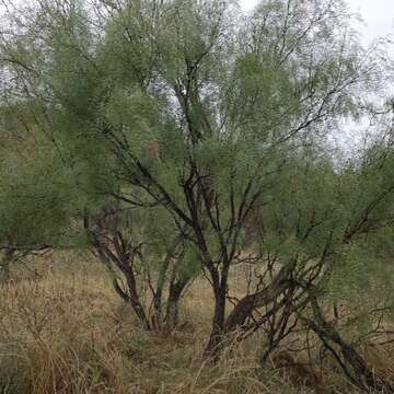 Image of honey mesquite