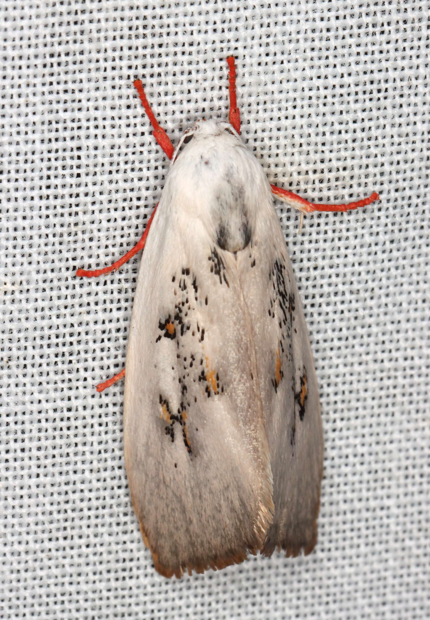 Image of Brachybelistis neomorpha Turner 1902