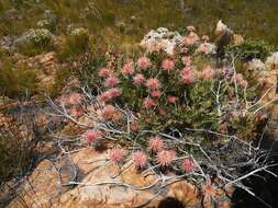 Image of <i>Leucospermum <i>tottum</i></i> var. tottum