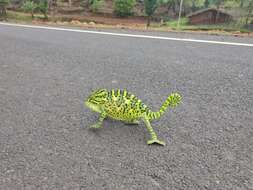 Image of Asian Chameleon