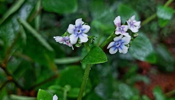 Image of Cynoglossum coelestinum Lindl.