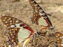 Image de Graphium angolanus (Goeze 1779)