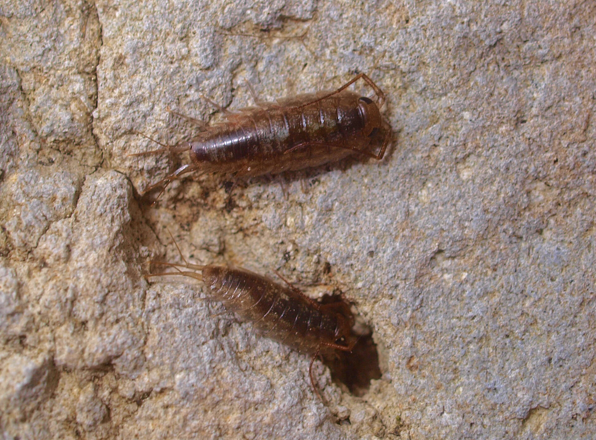 Image of <i>Ligia novizealandiae</i>