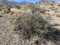 Prunus fasciculata (Torr.) Gray resmi