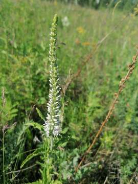 Image of heartleaf speedwell