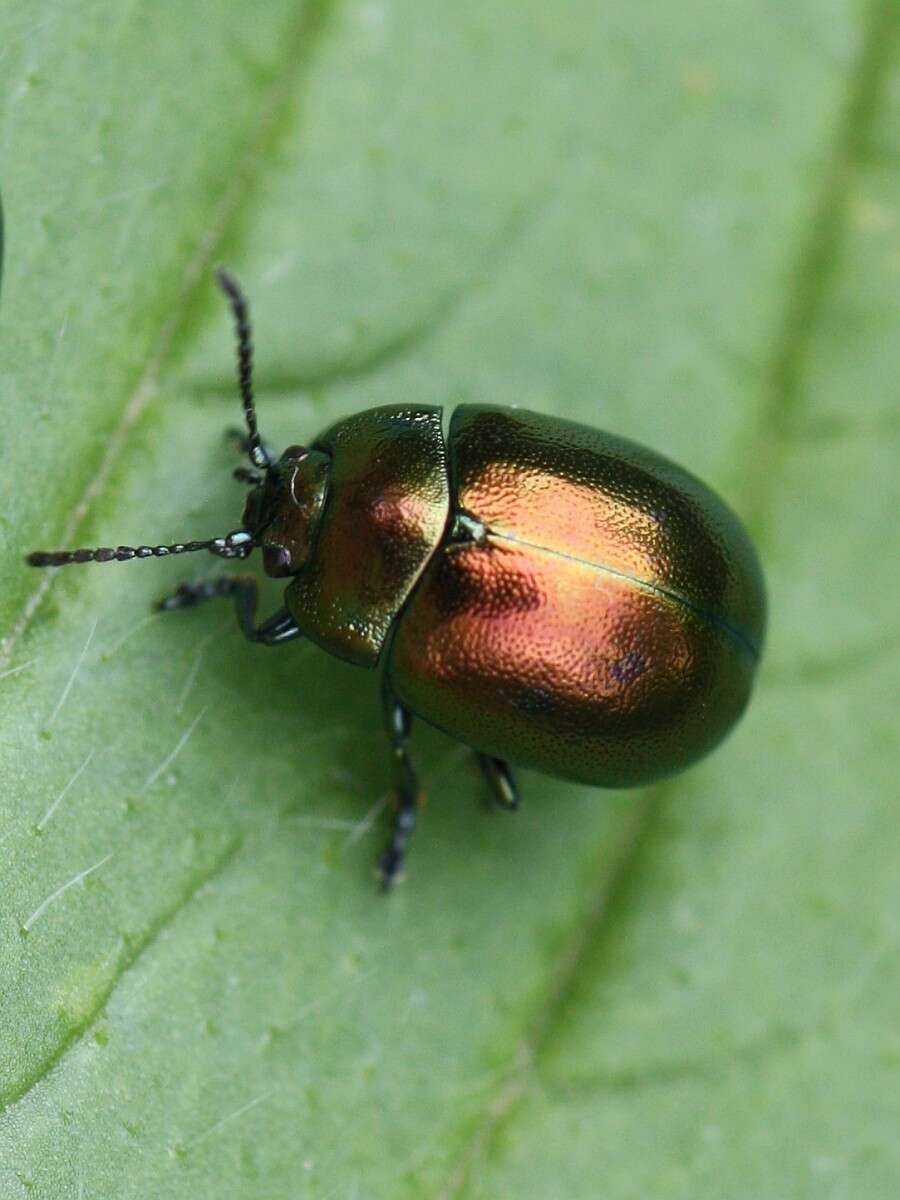 Image of Chrysolina (Spheromela) varians (Schaller 1783)