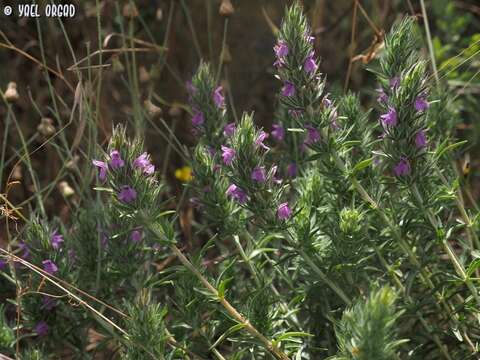 Image of Thymbra spicata L.