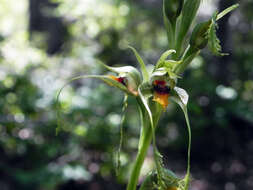 Image of Bipinnula volkmannii Kraenzl.