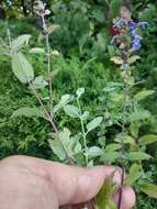 Image de Nepeta grandiflora M. Bieb.