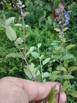 Image of Caucasus catmint