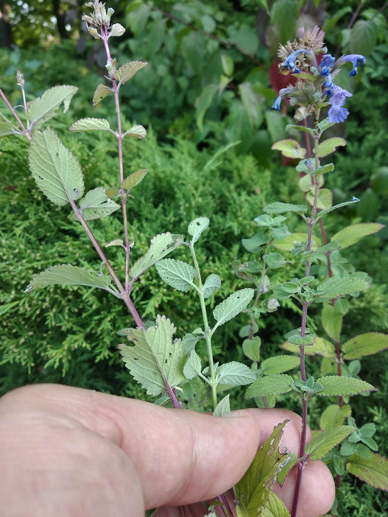 Image de Nepeta grandiflora M. Bieb.