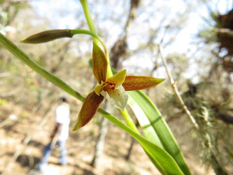 Plancia ëd Prosthechea greenwoodiana (Aguirre-Olav.) W. E. Higgins