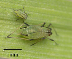 Image of English Grain Aphid