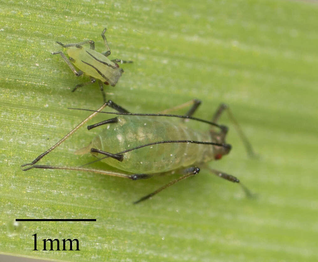 Image of English Grain Aphid