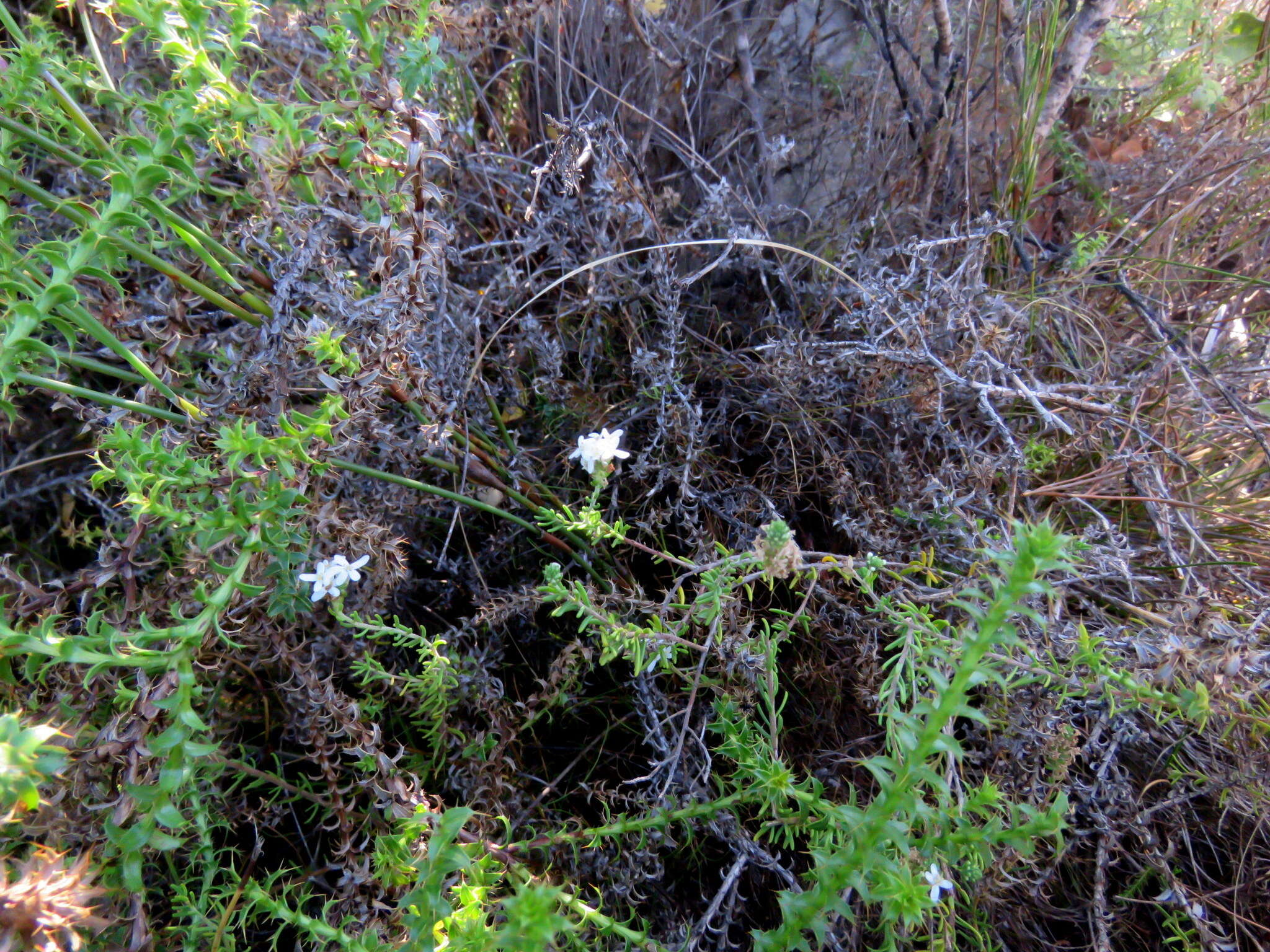 Image of Selago levynsiae O. M. Hilliard