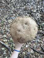 Image de Butyriboletus persolidus D. Arora & J. L. Frank 2014