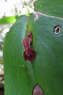 Imagem de Pleurothallis cordata (Ruiz & Pav.) Lindl.