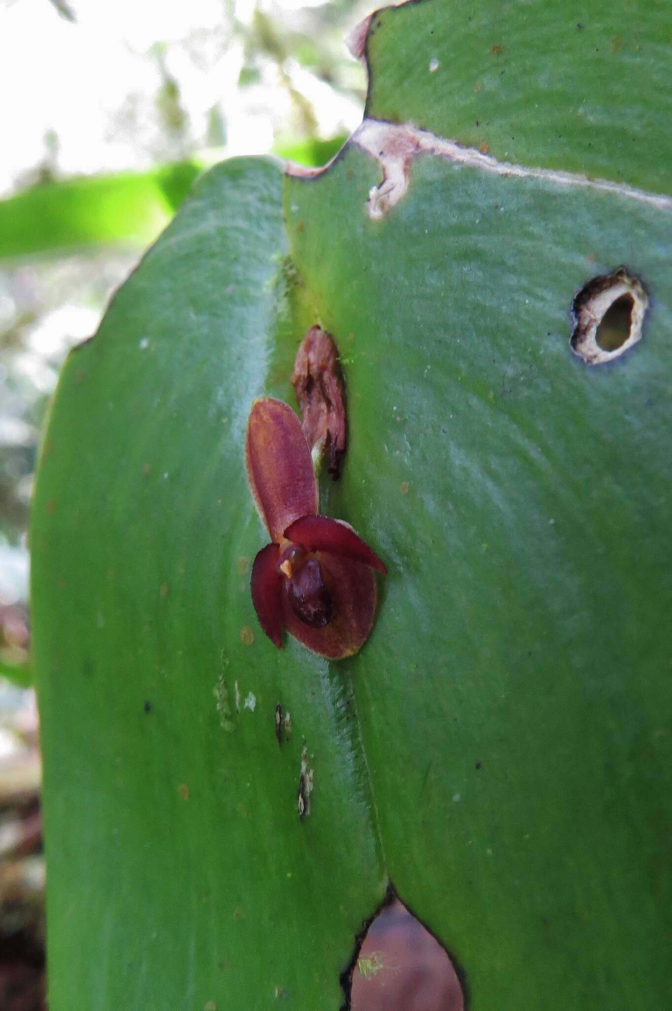 Imagem de Pleurothallis cordata (Ruiz & Pav.) Lindl.