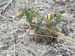 Image of twocolor phacelia