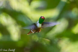 Lophornis adorabilis Salvin 1870 resmi