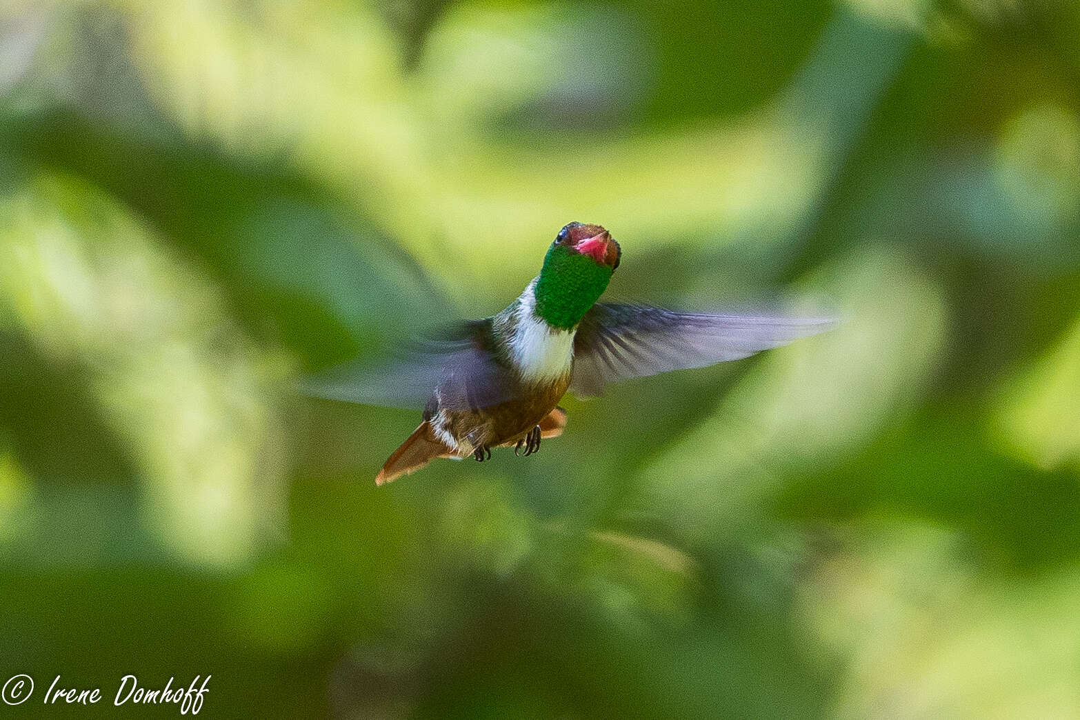 Image of White-crested Coquette