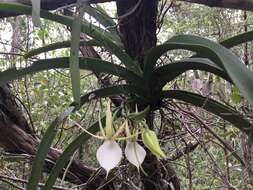 Image de Angraecum praestans Schltr.