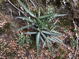 Слика од Olearia lacunosa Hook. fil.