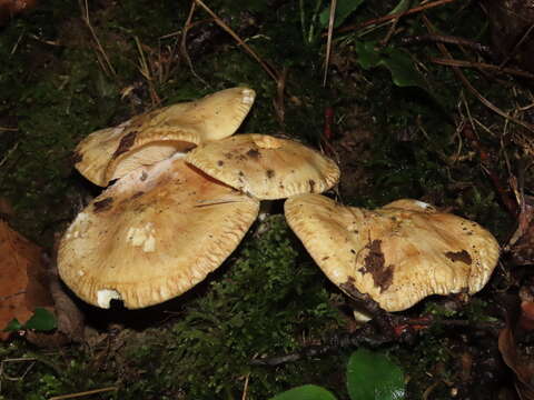 Image of Tricholoma acerbum (Bull.) Quél. 1872