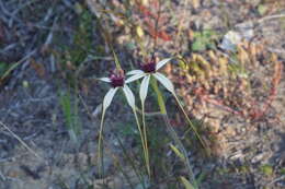 Image of Blushing spider orchid