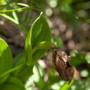 Image de Cypripedium taiwanalpinum