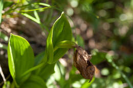 Image de Cypripedium taiwanalpinum