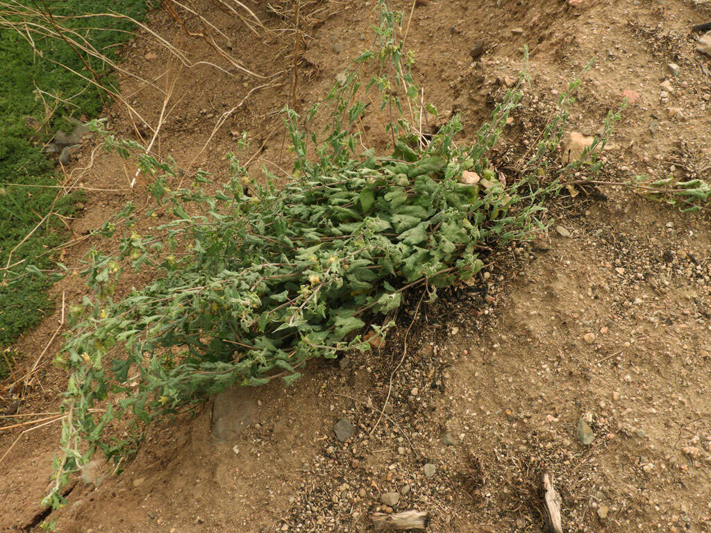 Image of Texas milkvine