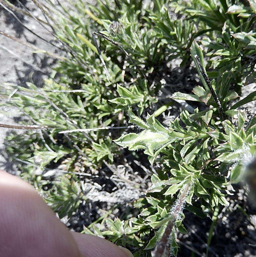 Image of Osteospermum scariosum var. integrifolium (Harv.) T. Norl.