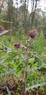 Image of <i>Cirsium oaxacanum</i>