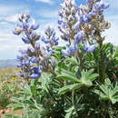 Image of desert lupine