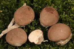 Imagem de Lycoperdon subincarnatum Peck 1872