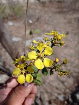 Image of Stigmaphyllon selerianum Nied.