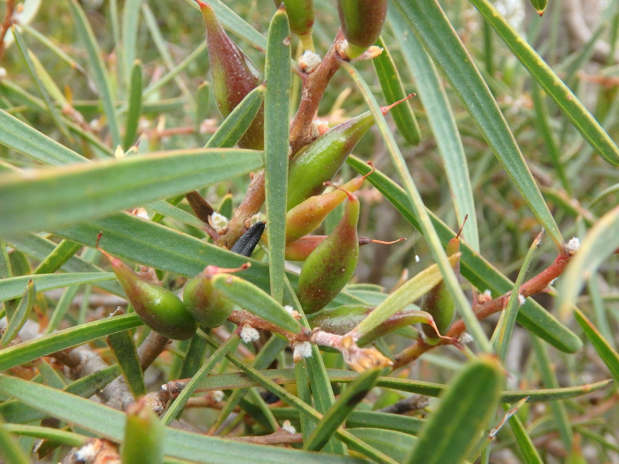 Sivun Hakea carinata F. Müll. ex Meissn. kuva