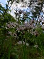 Image of Little River Canyon onion