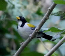 Image of Golden-winged Sparrow