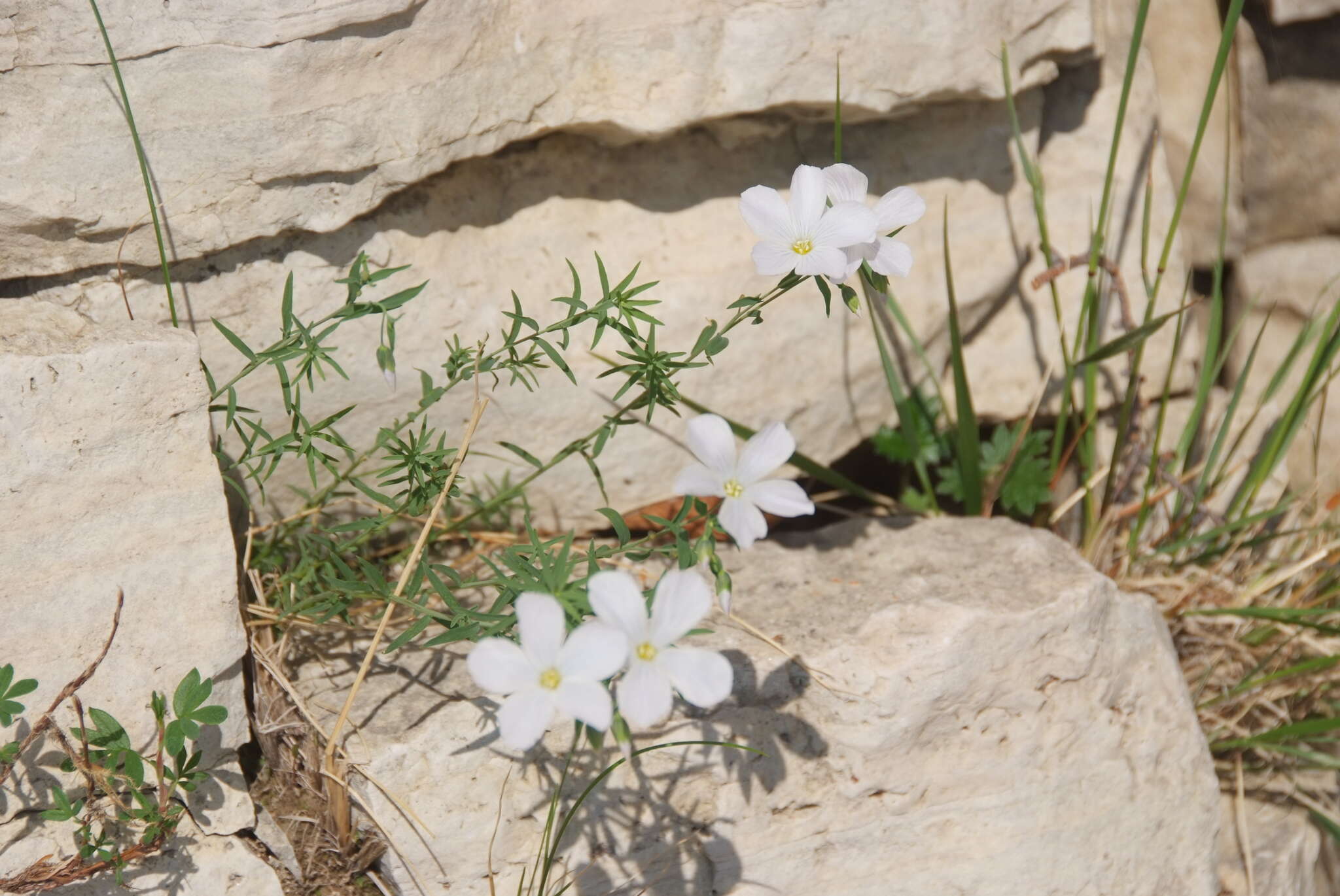 Imagem de Linum komarovii subsp. boreale (Juz.) T. V. Egorova