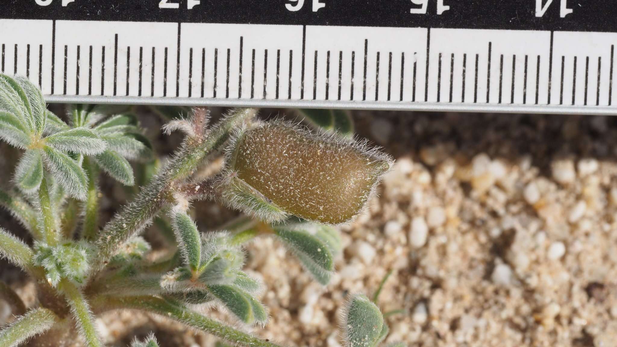 Image of purple desert lupine