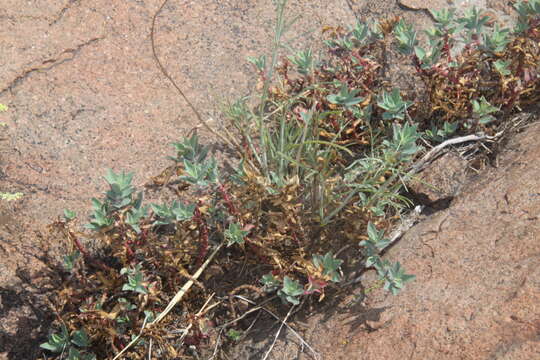 Image of Euphorbia portulacoides L.